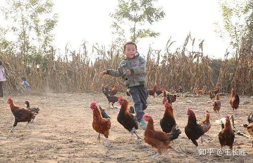 福清鸡哥爆料视频大全集,揭秘背后真相与精彩瞬间